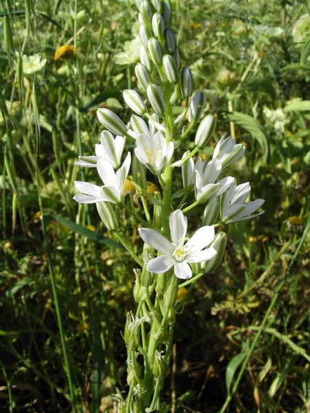 Star of Bethlehem